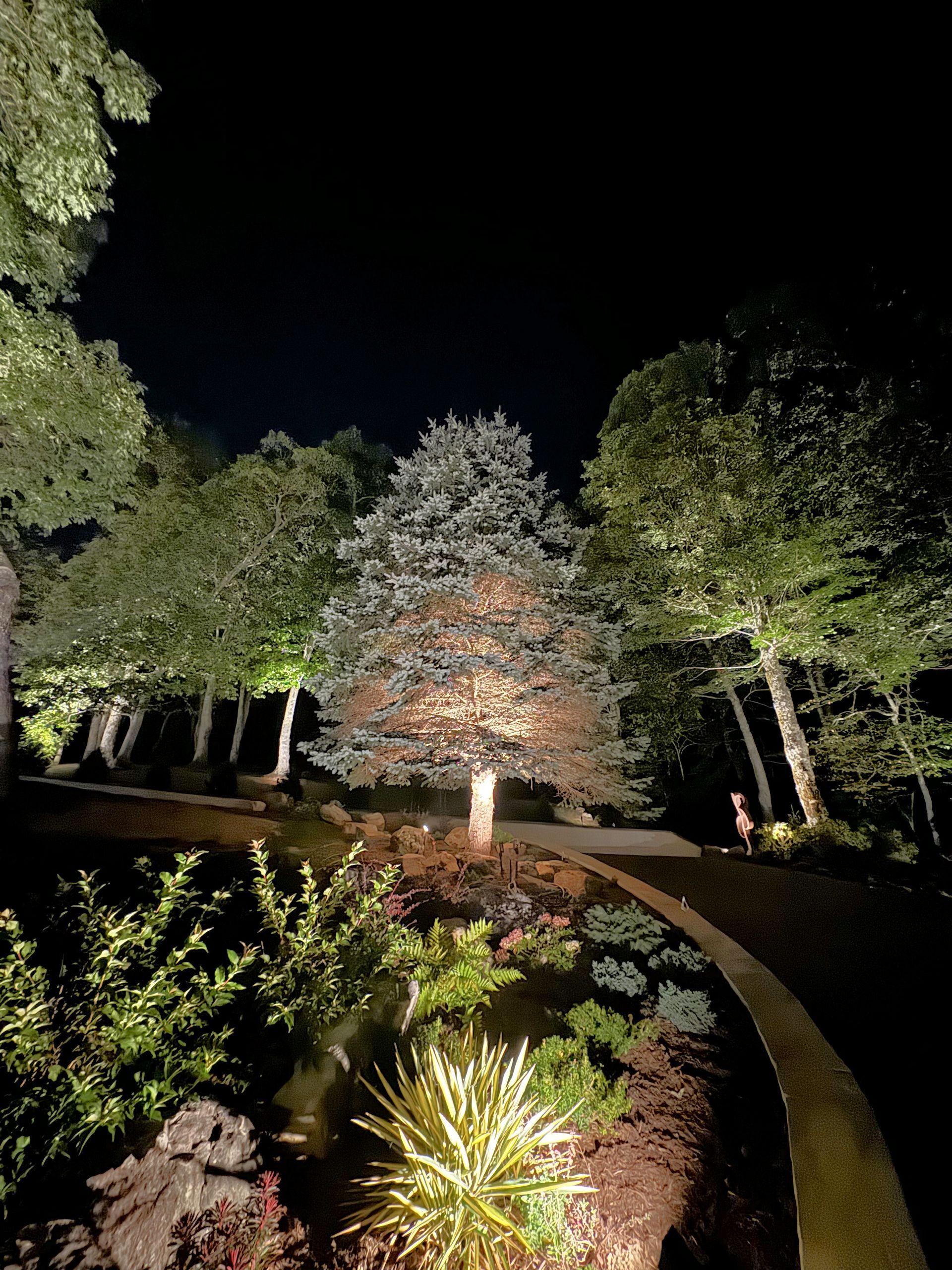 A couple stands beneath a spotlighted tree in a landscaped garden at night, surrounded by illuminated trees and shrubs.