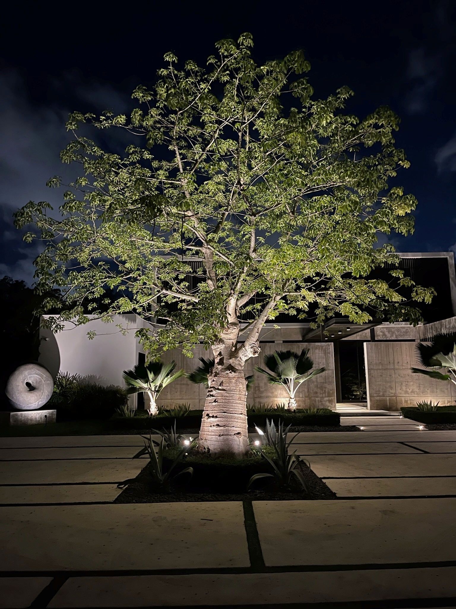 A large tree illuminated by landscape lighting at night, centered on a stone patio in front of a modern wall.