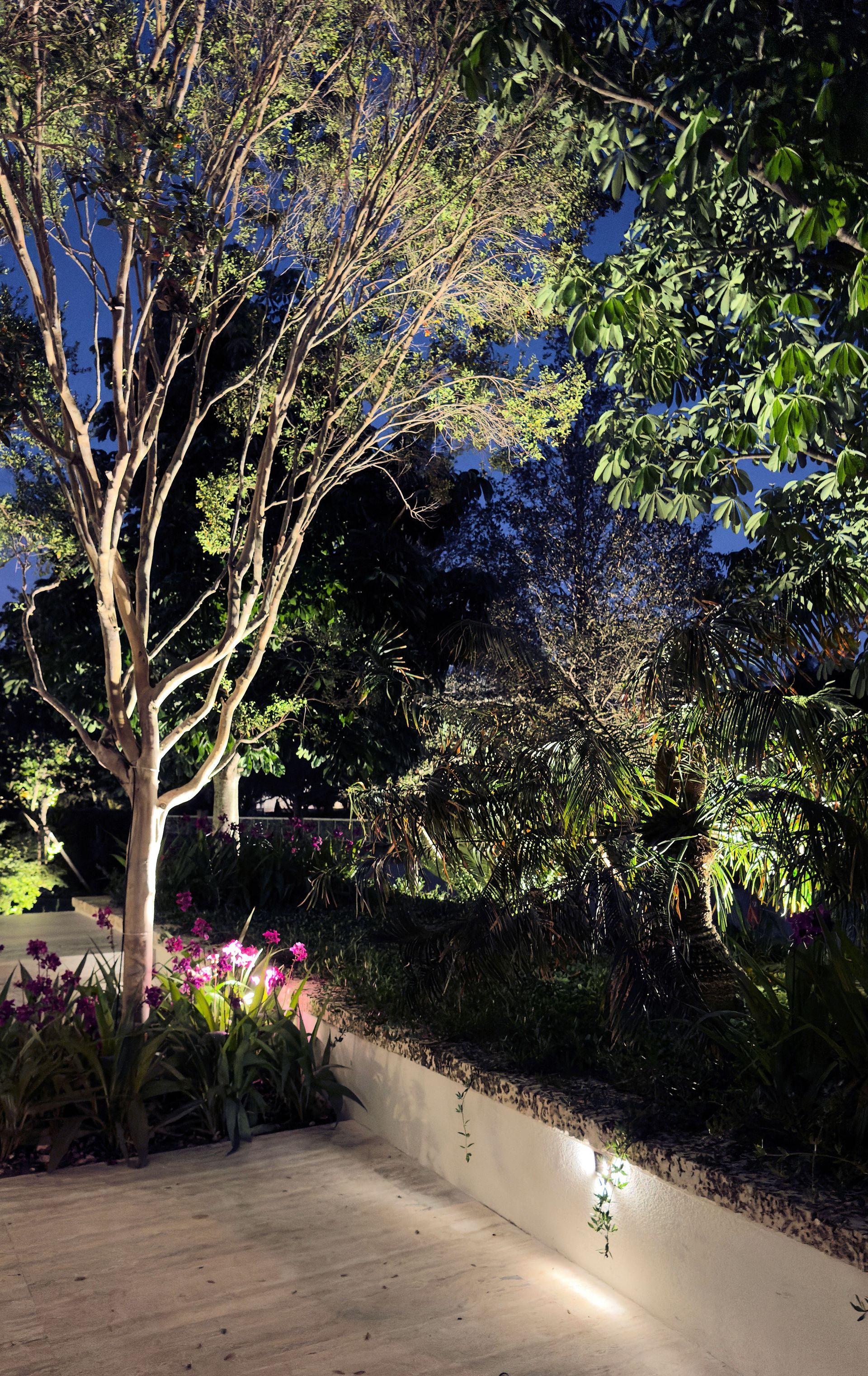 A night scene of a landscaped garden with illuminated trees, foliage, and a low stone wall featuring accent lighting.
