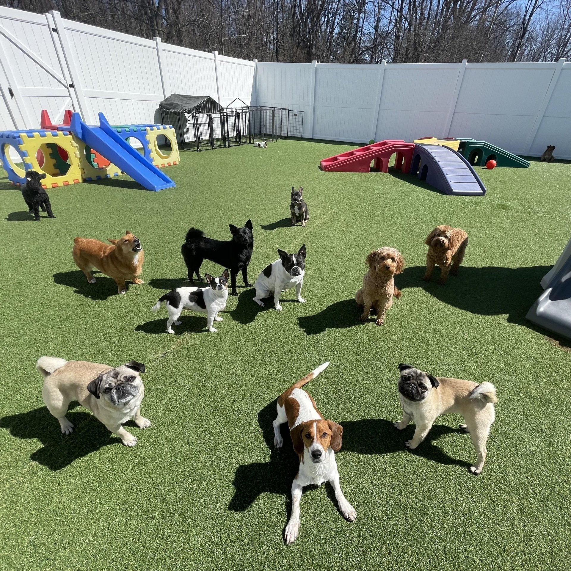Doggie Daycare Services For Dogs Near Saratoga Springs, Wilton, Clifton