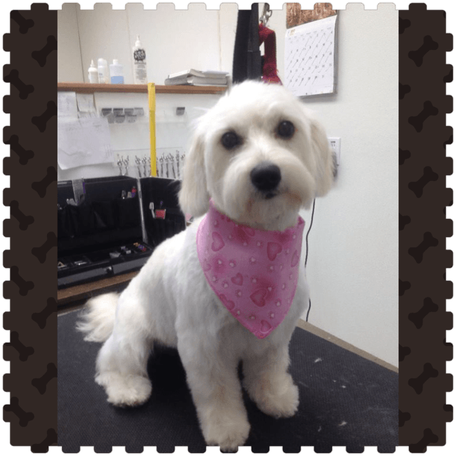 Professional Pet Grooming Spa Packages in Saratoga NY Serving Clifton Park, Wilton, Glens Falls