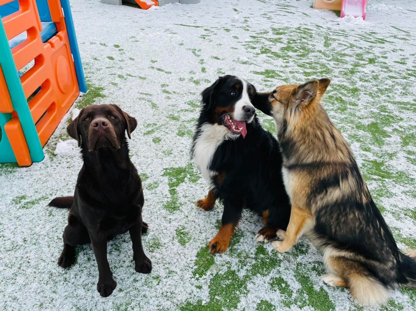 Luxury Pet Resort & Spa Near Saratoga NY Offering Pet Boarding, Grooming & Daycare For Pets near