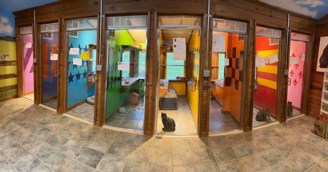 Luxury Cat Boarding & Lodging for Cats In Upstate NY's Captial Region