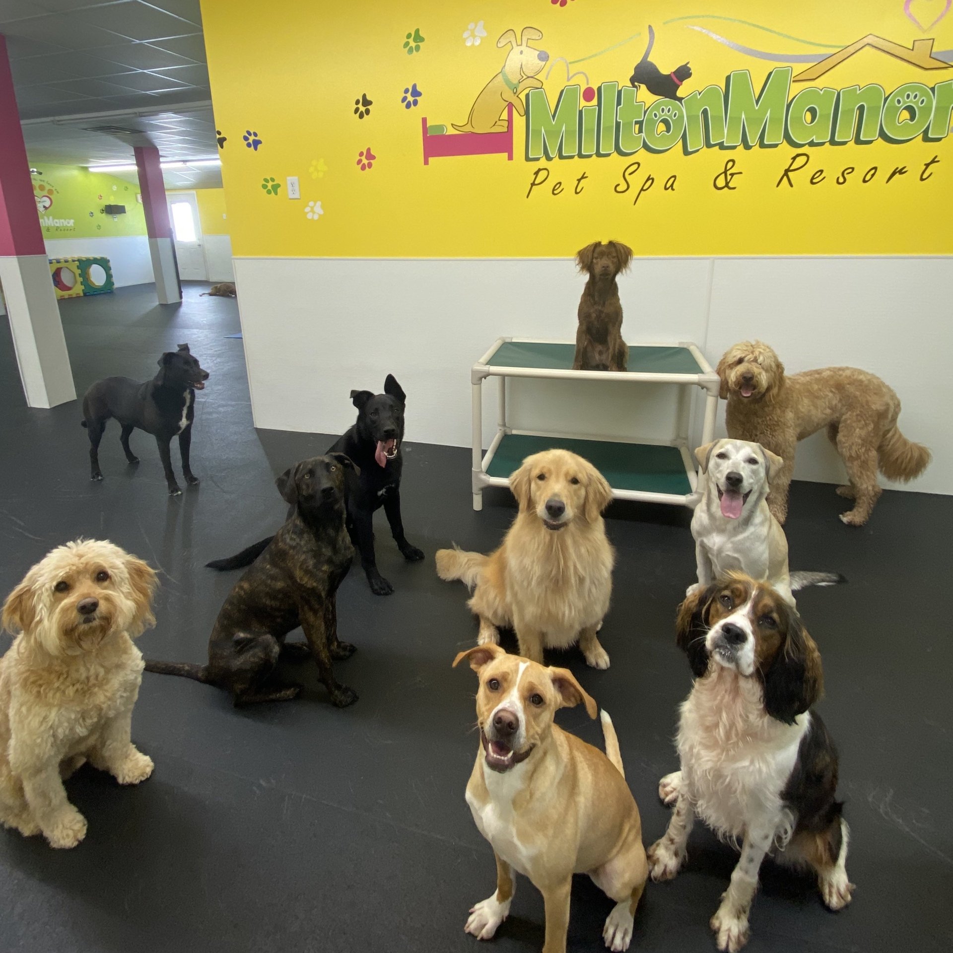 Doggie Daycare Services For Dogs Near Saratoga Springs, Wilton, Clifton Park and Glens Falls NY
