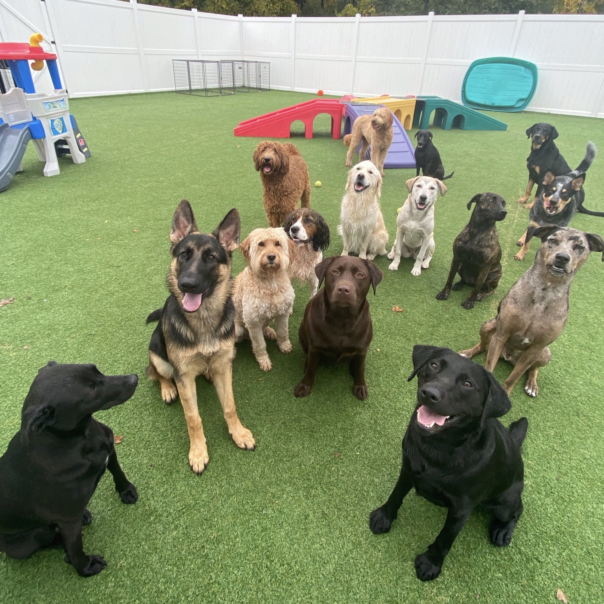 Doggie Daycare Packages & Info For Dogs Near Saratoga, Wilton, Clifton Park and Glens Falls NY