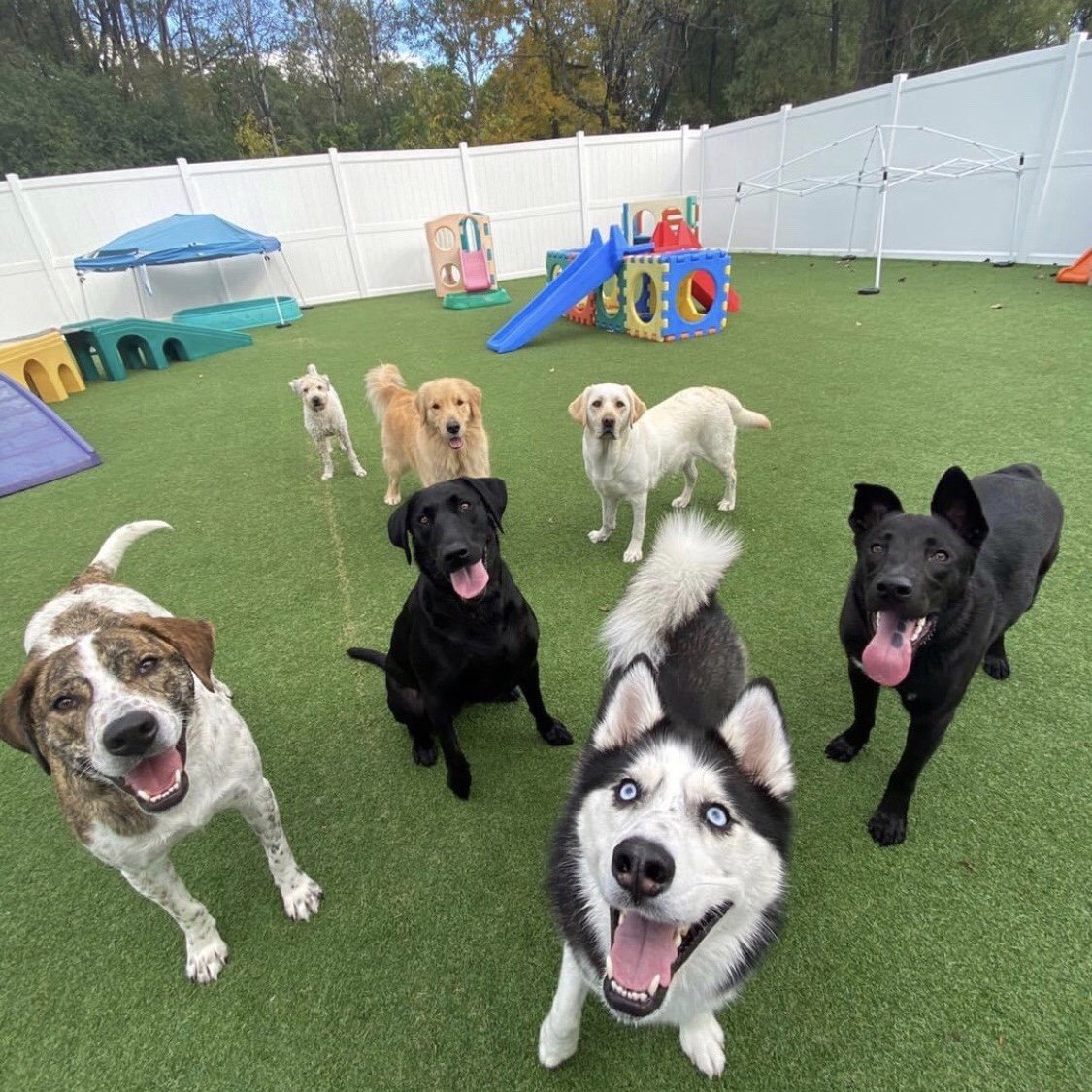 Doggie Daycare Services For Dogs Near Saratoga Springs, Wilton, Clifton Park and Glens Falls NY