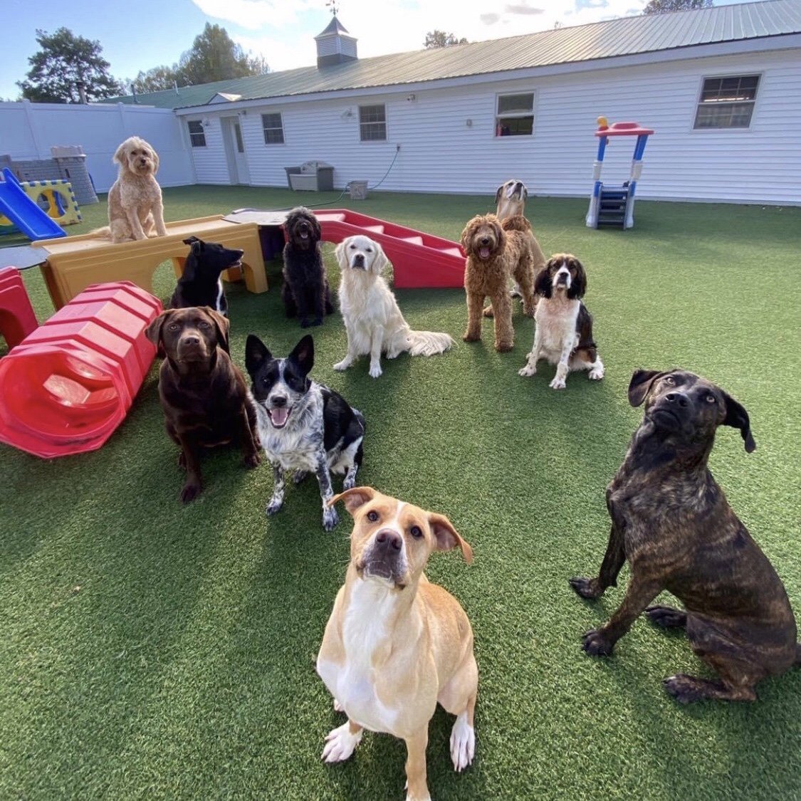 Doggie Daycare Packages & Info For Dogs Near Saratoga, Wilton, Clifton Park and Glens Falls NY
