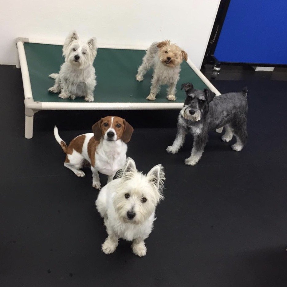 Doggie Daycare Packages & Info For Dogs Near Saratoga, Wilton, Clifton Park and Glens Falls NY