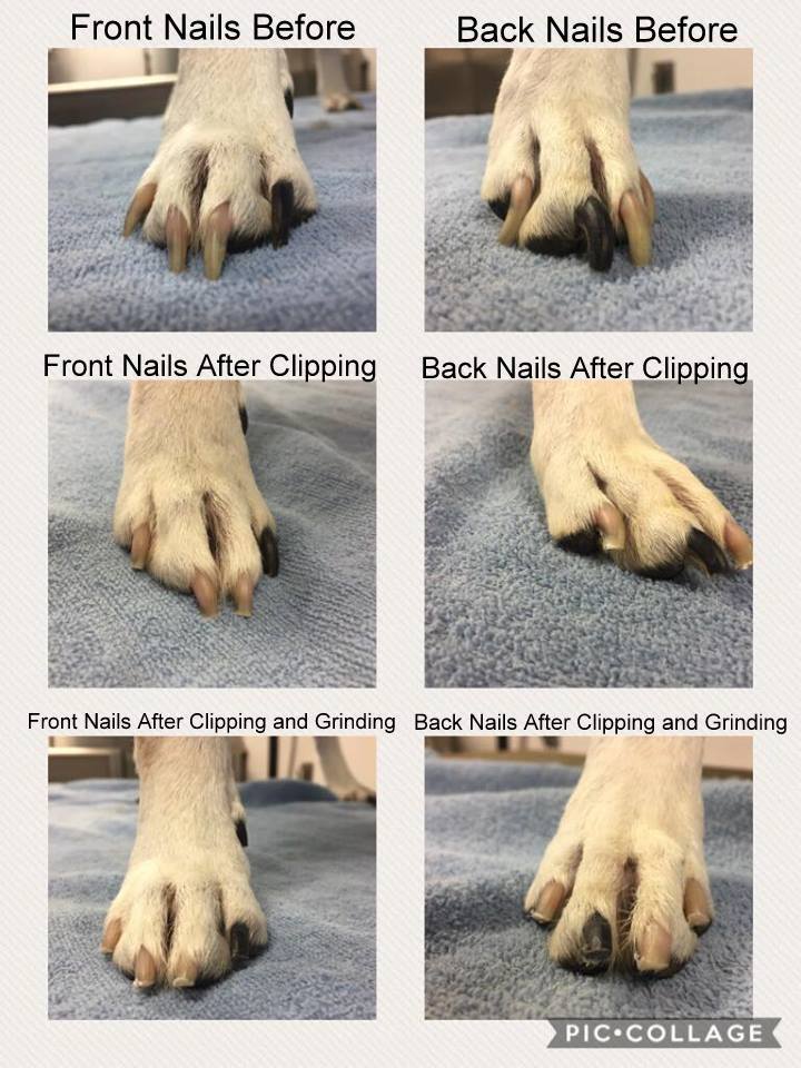 Dog Mani Pedi Program At Milton Manor Near Saratoga Springs