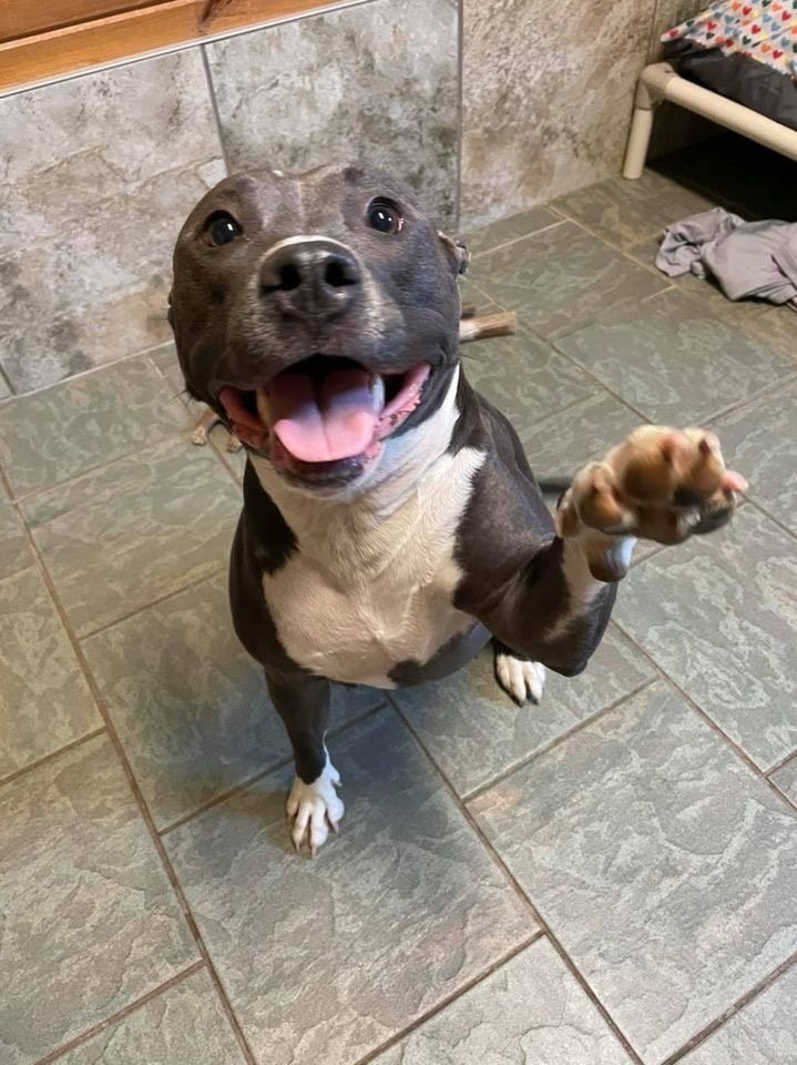 Luxury Dog Boarding Kennel & Lodging For Dogs In Upstate NY's Captial