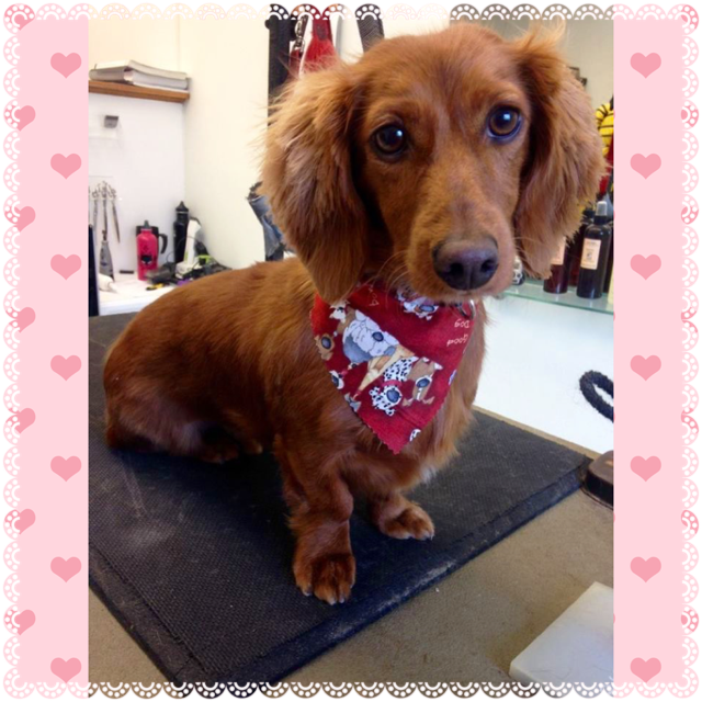 Groomed dog