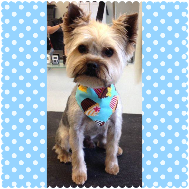 Groomed dog
