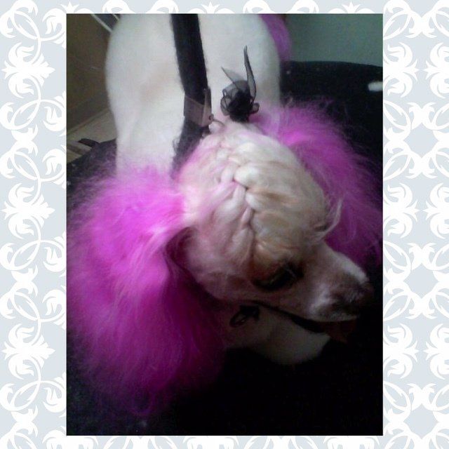 Groomed dog