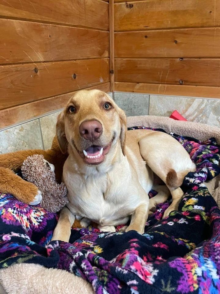 happy dog