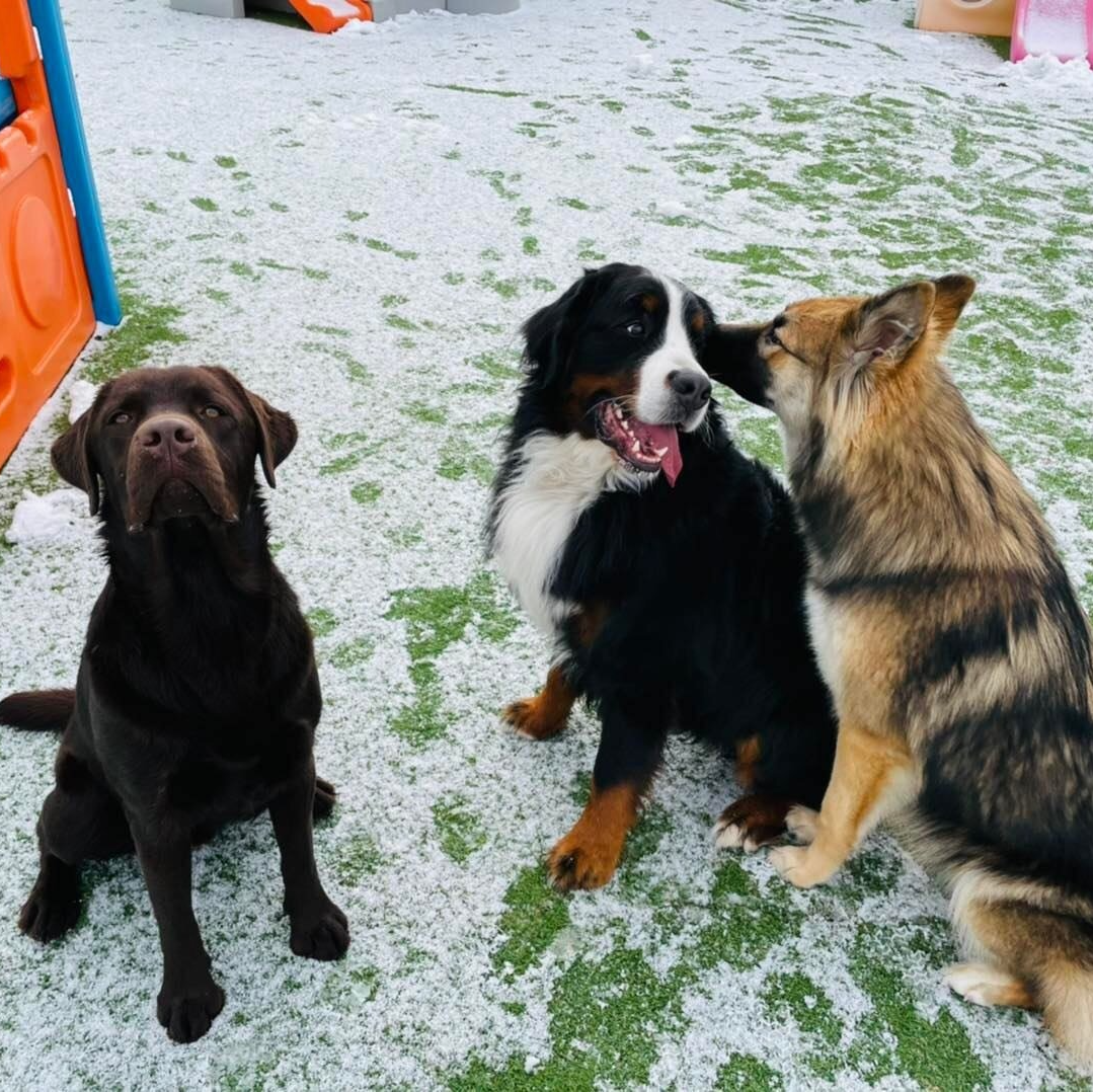 Dog Daycare