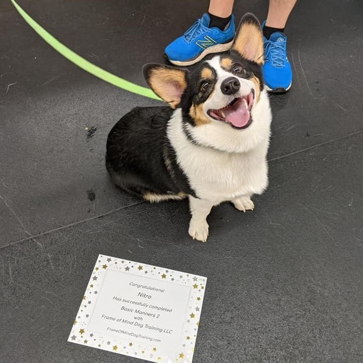 Dog Training