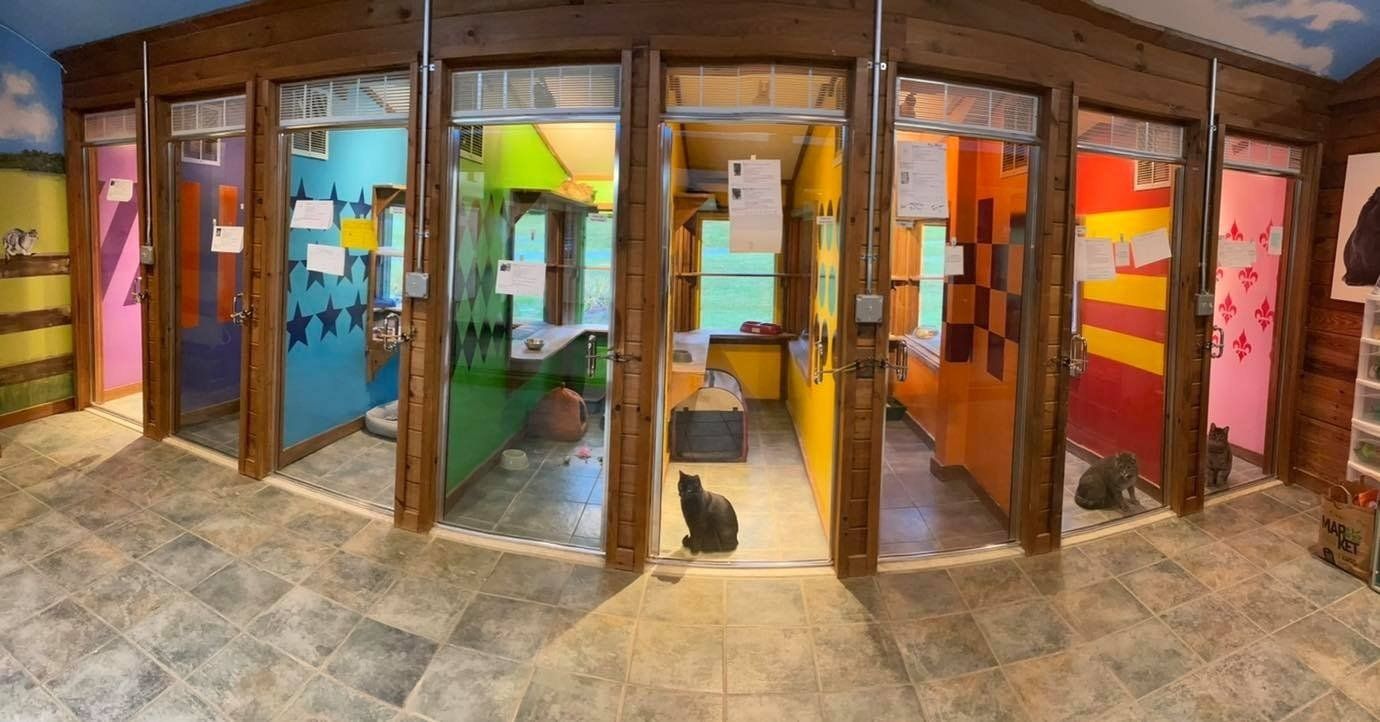 Cat boarding suites interior 2