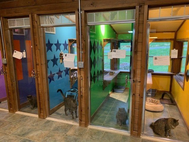 Cat boarding suites