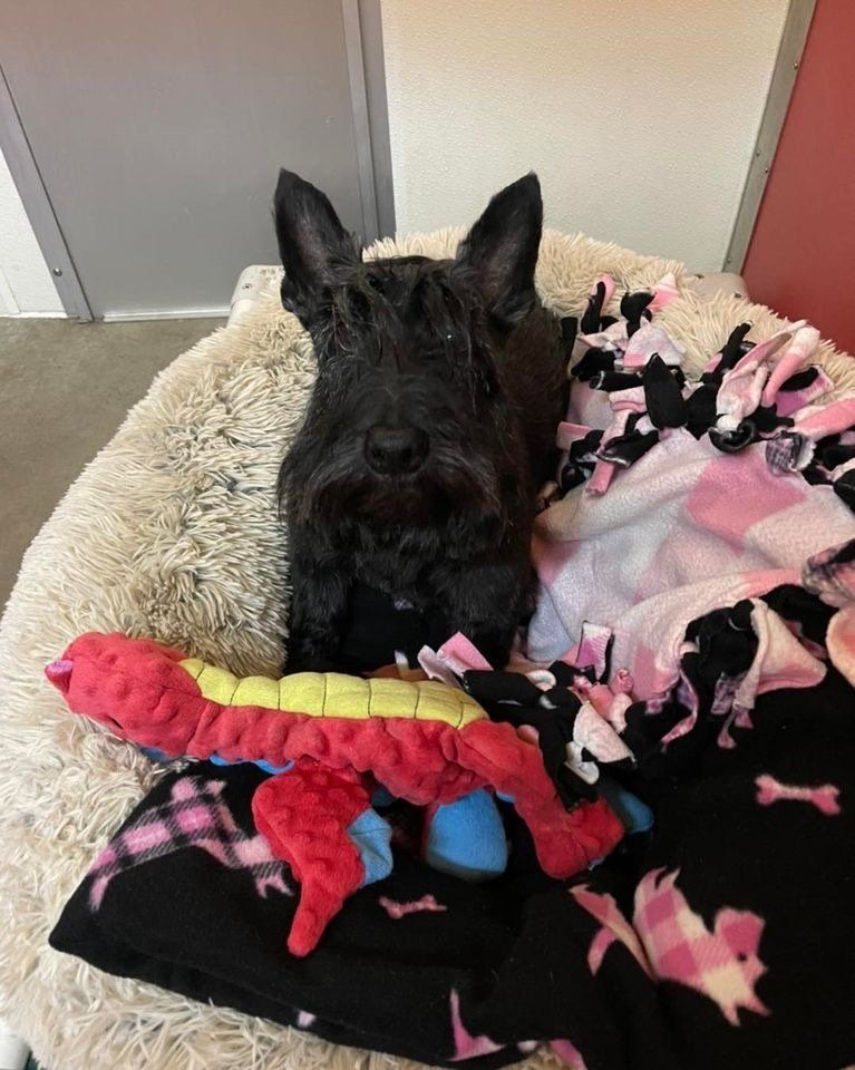 dog junior suite