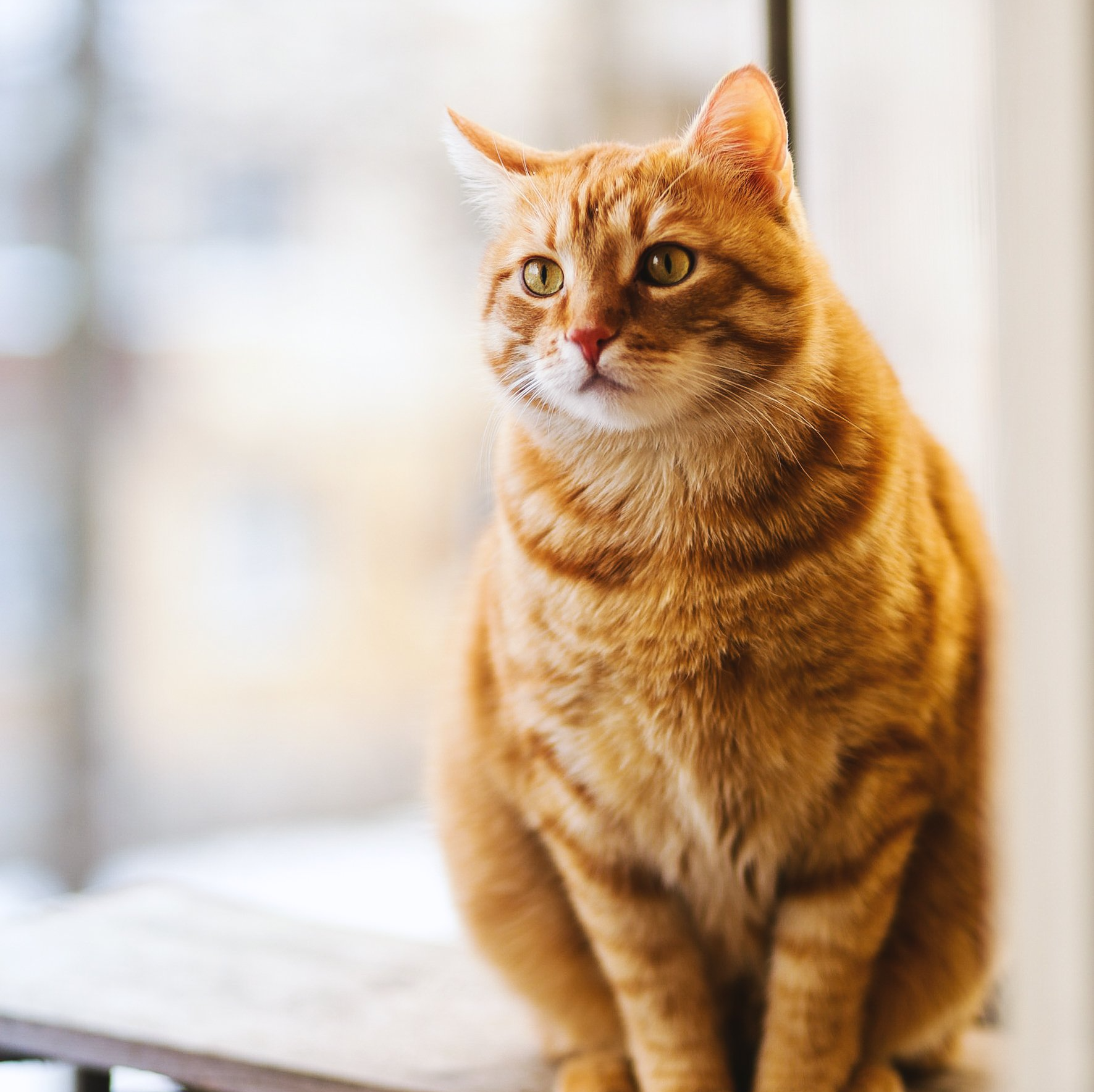 cat sitting