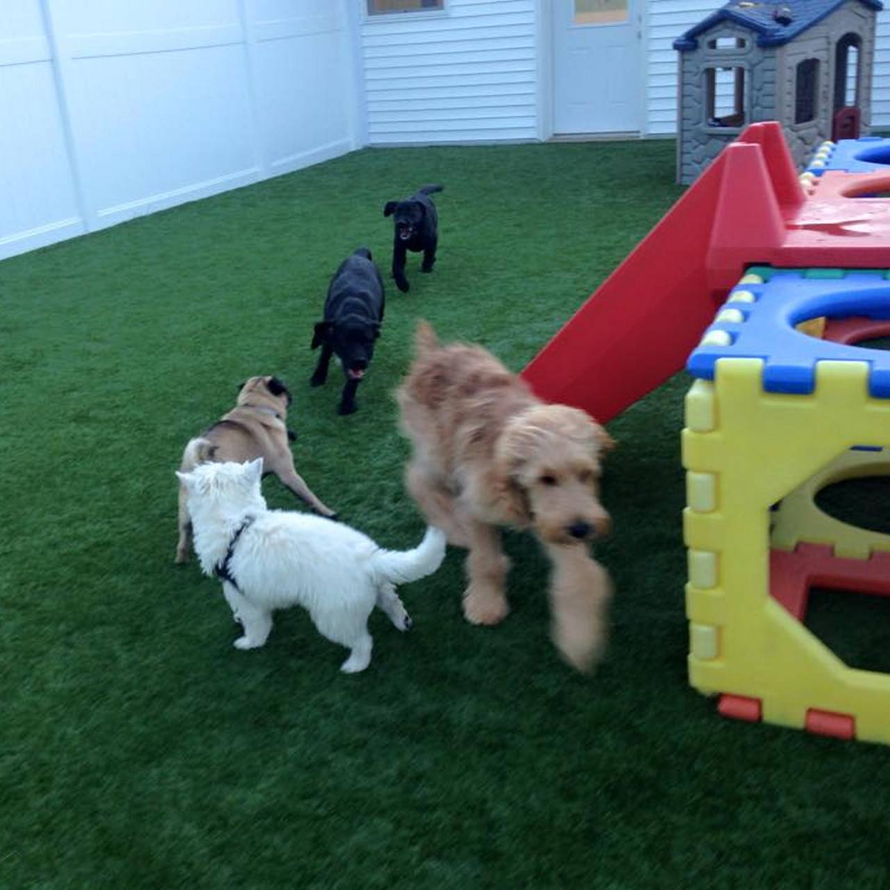 Puppy play