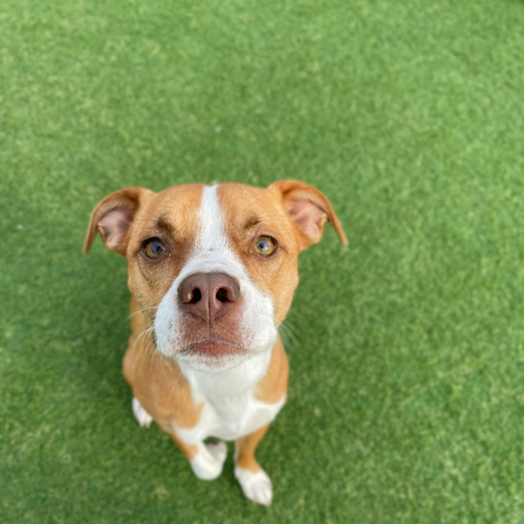 Dog