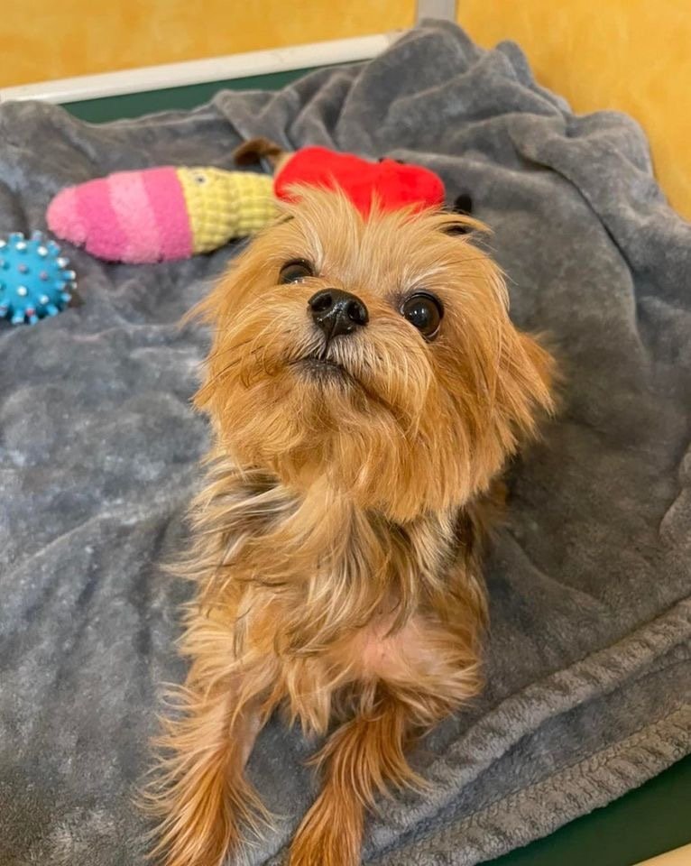 Luxury Dog Boarding Kennel & Lodging For Dogs In Upstate NY's Captial