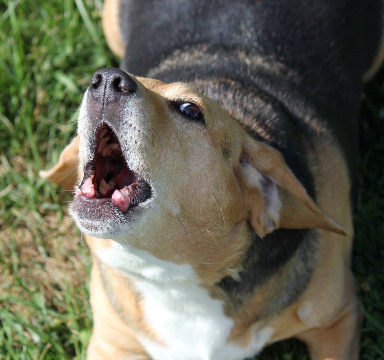 Pet Boarding Strasburg, VA 5404653007