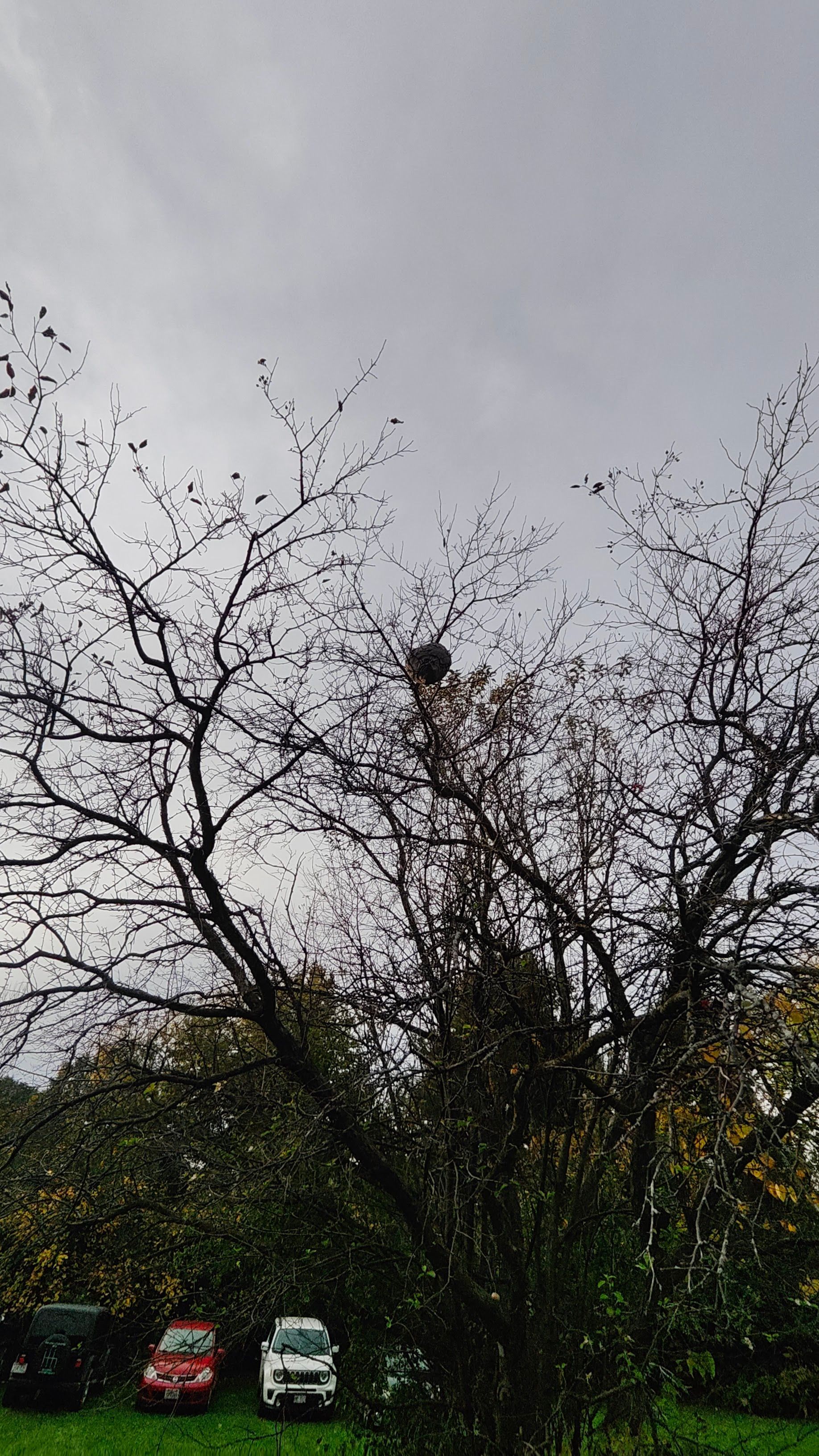 Bare tree with a nest against a cloudy sky, with cars parked below.
