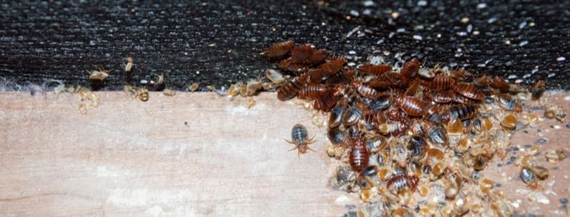 Person in blue gloves inspecting a mattress for bed bugs, indoors.