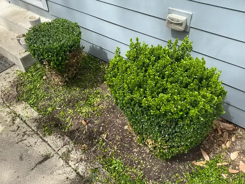 Two trimmed green shrubs beside a light gray house wall and concrete walkway