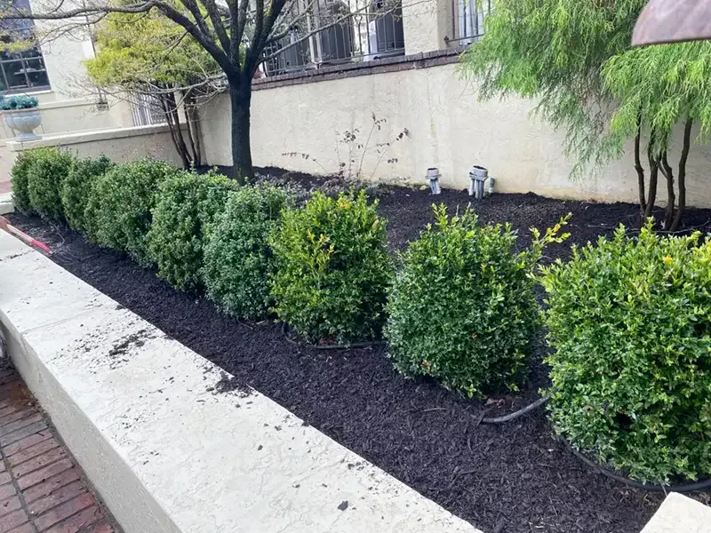 Row of neatly trimmed green shrubs along a building wall beside a brick sidewalk