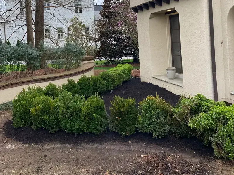 Front yard landscaping with low green shrubs beside a beige house and stone wall