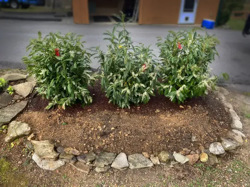 Three small green shrubs in a stone-edged garden bed with bare soil