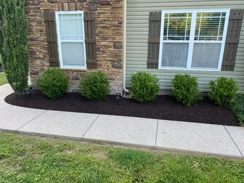 Front yard landscaping with five shrubs along a stone house and concrete sidewalk