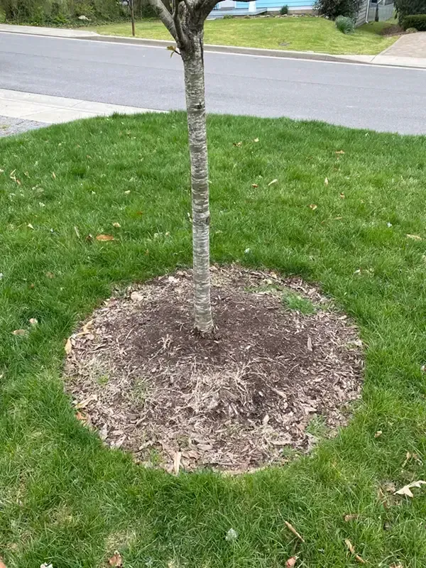 Young tree in a mulched ring on a green lawn beside a street