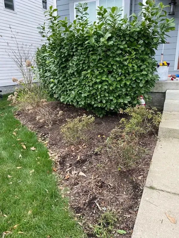 Shrub beside a sidewalk and house, with a mulched bed and sparse plants nearby.