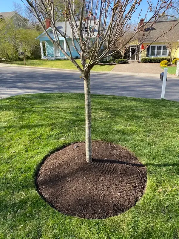 Young tree with a mulched base in a front yard near a quiet suburban street.
