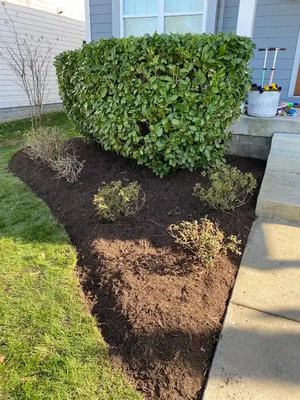 Freshly mulched garden bed with three small shrubs beside a house walkway and green hedge.