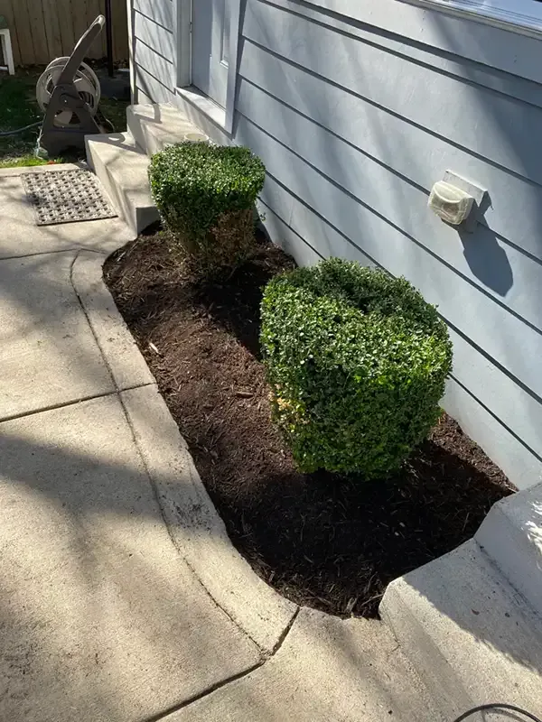 Two trimmed boxwood shrubs in a narrow mulched bed beside a house walkway