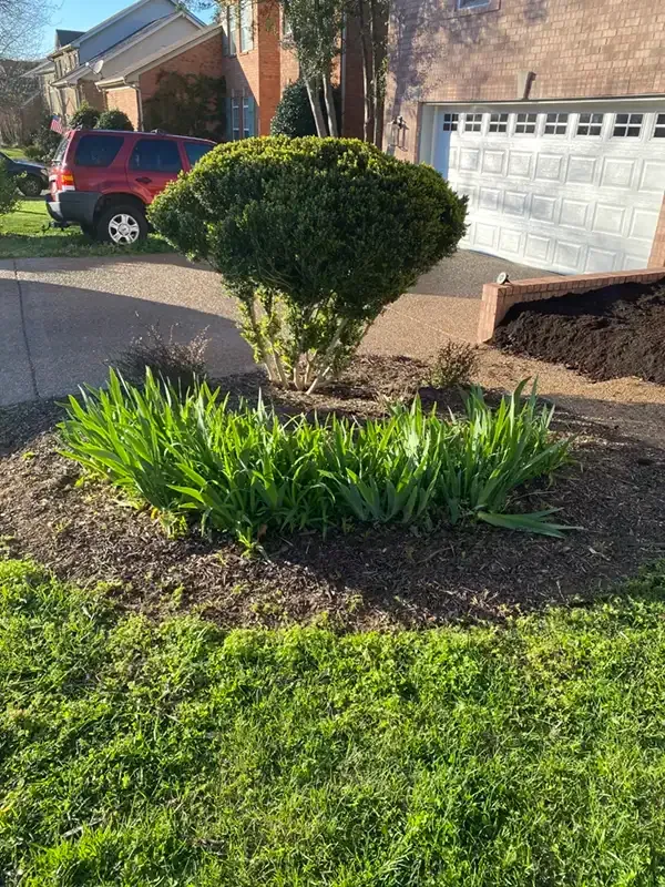 Front yard with a trimmed shrub, green plants, and a garage in a suburban driveway