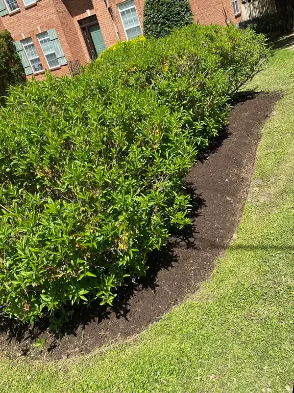 Trimmed green hedge beside a brick building, bordered by fresh dark mulch and lawn.