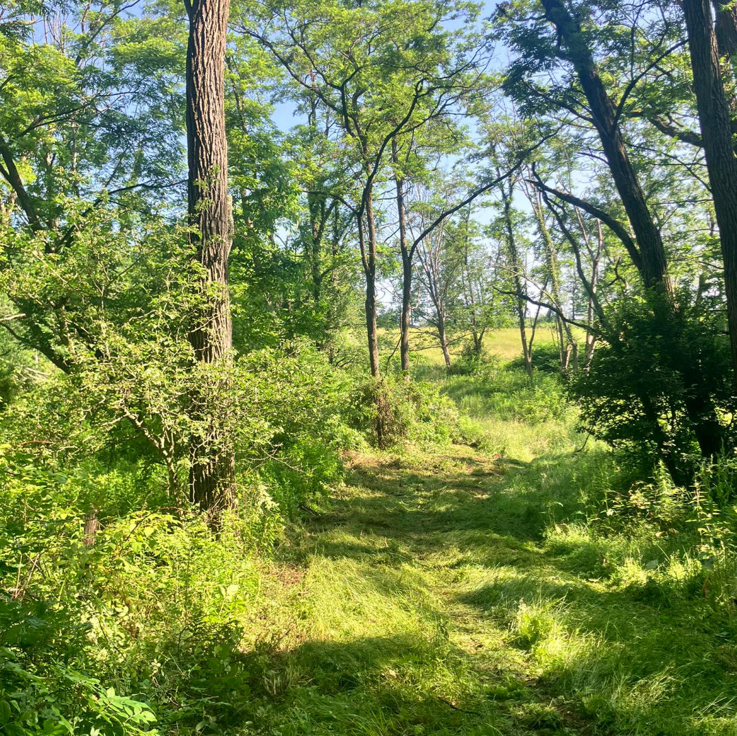 Sunlit forest clearing with tall trees and green undergrowth