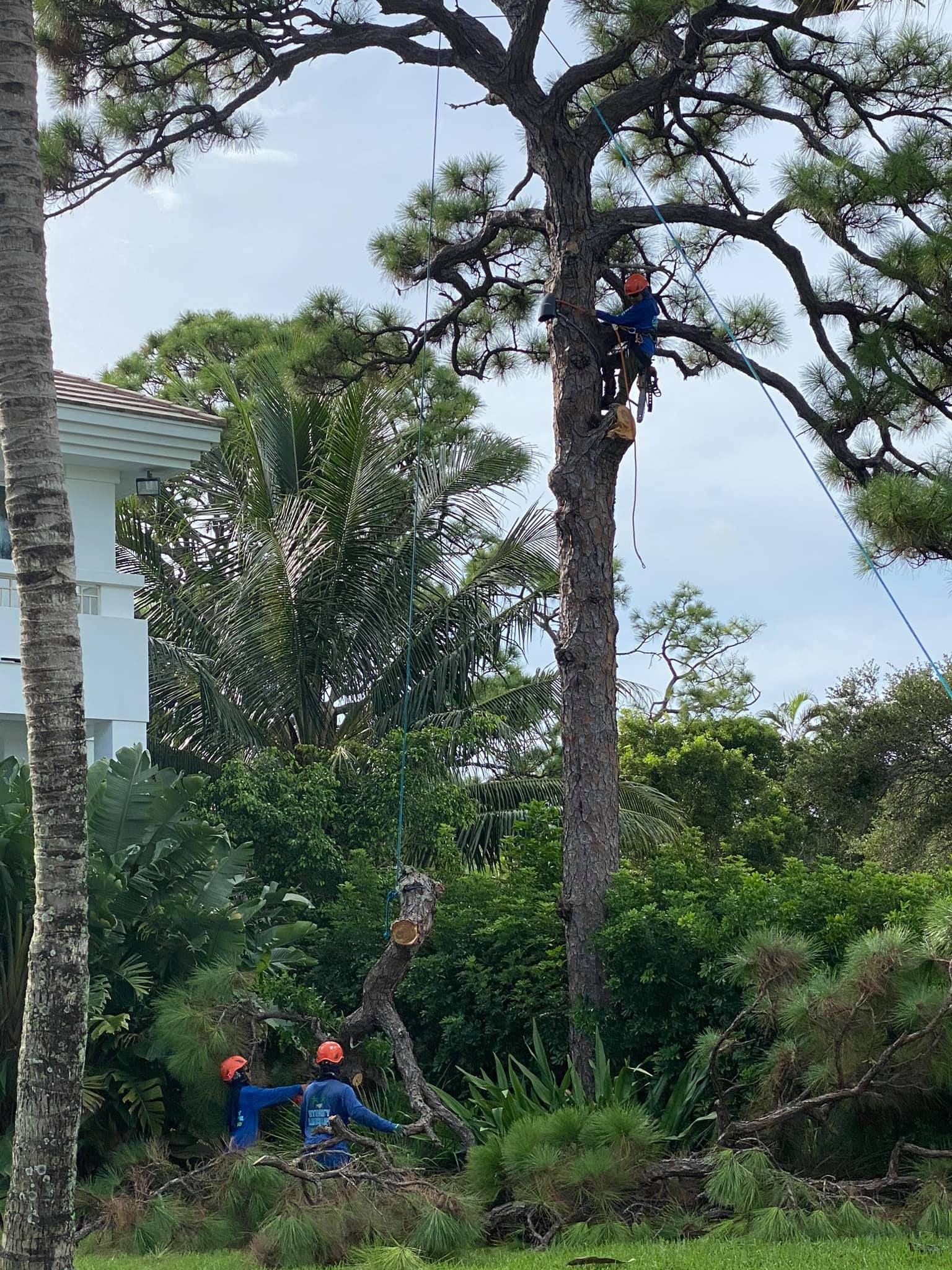 Tree Trimming
