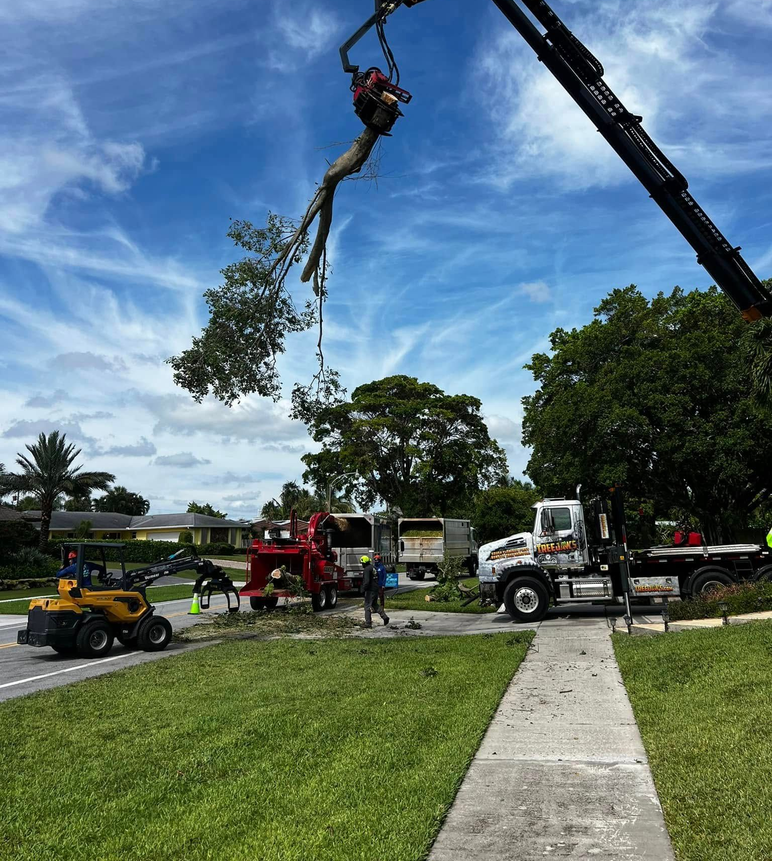 Commercial Tree Removal