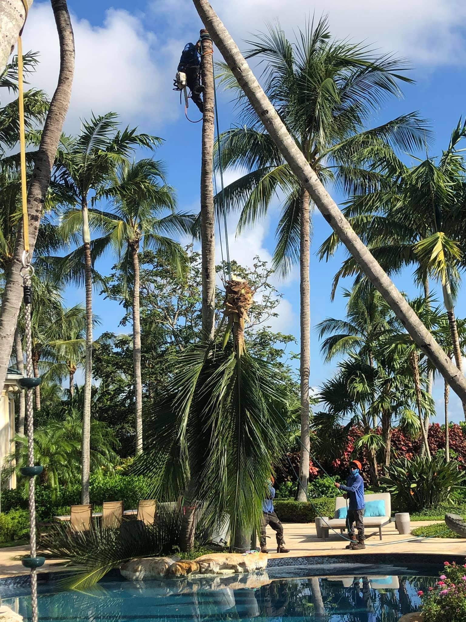 Commercial Tree Trimming