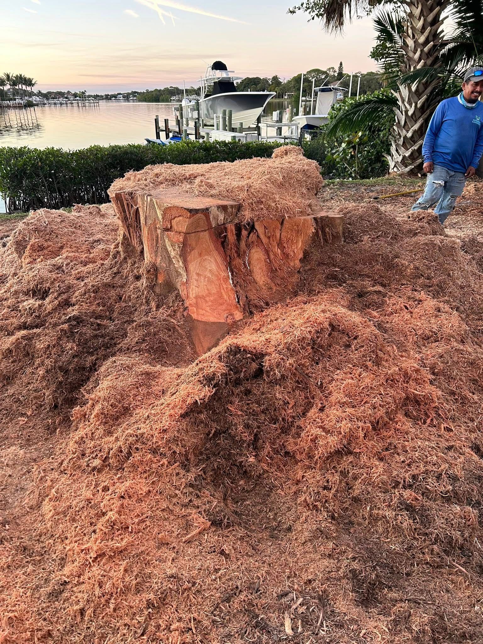 Large tree stump pulverized into fresh wood mulch on a commercial job site in Jupiter FL