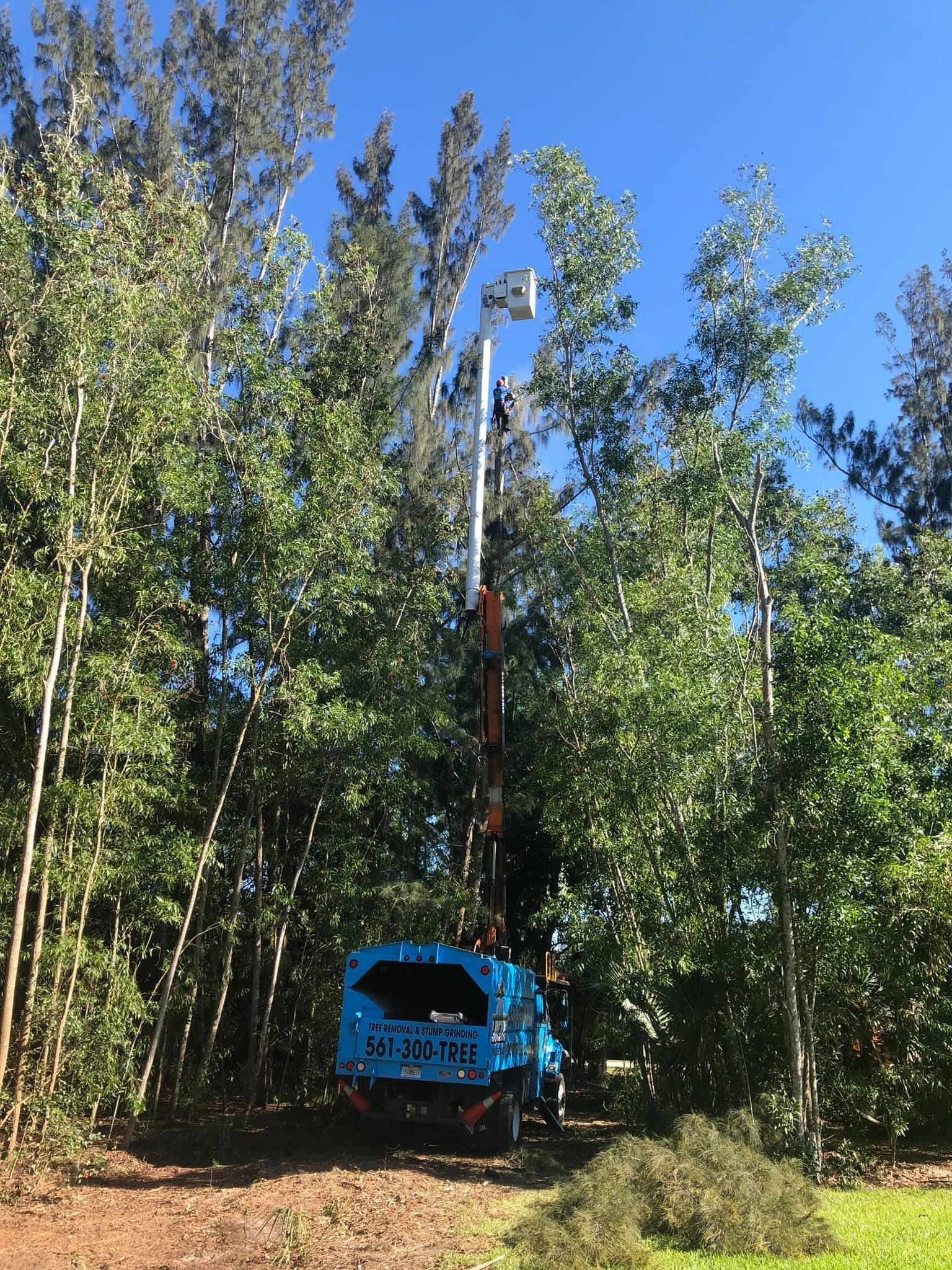 Commercial Tree Removal
