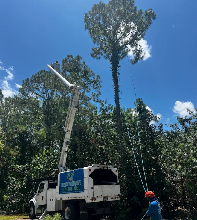 Bucket truck trimming a tall tree in a forest, with workers below under a blue sky.