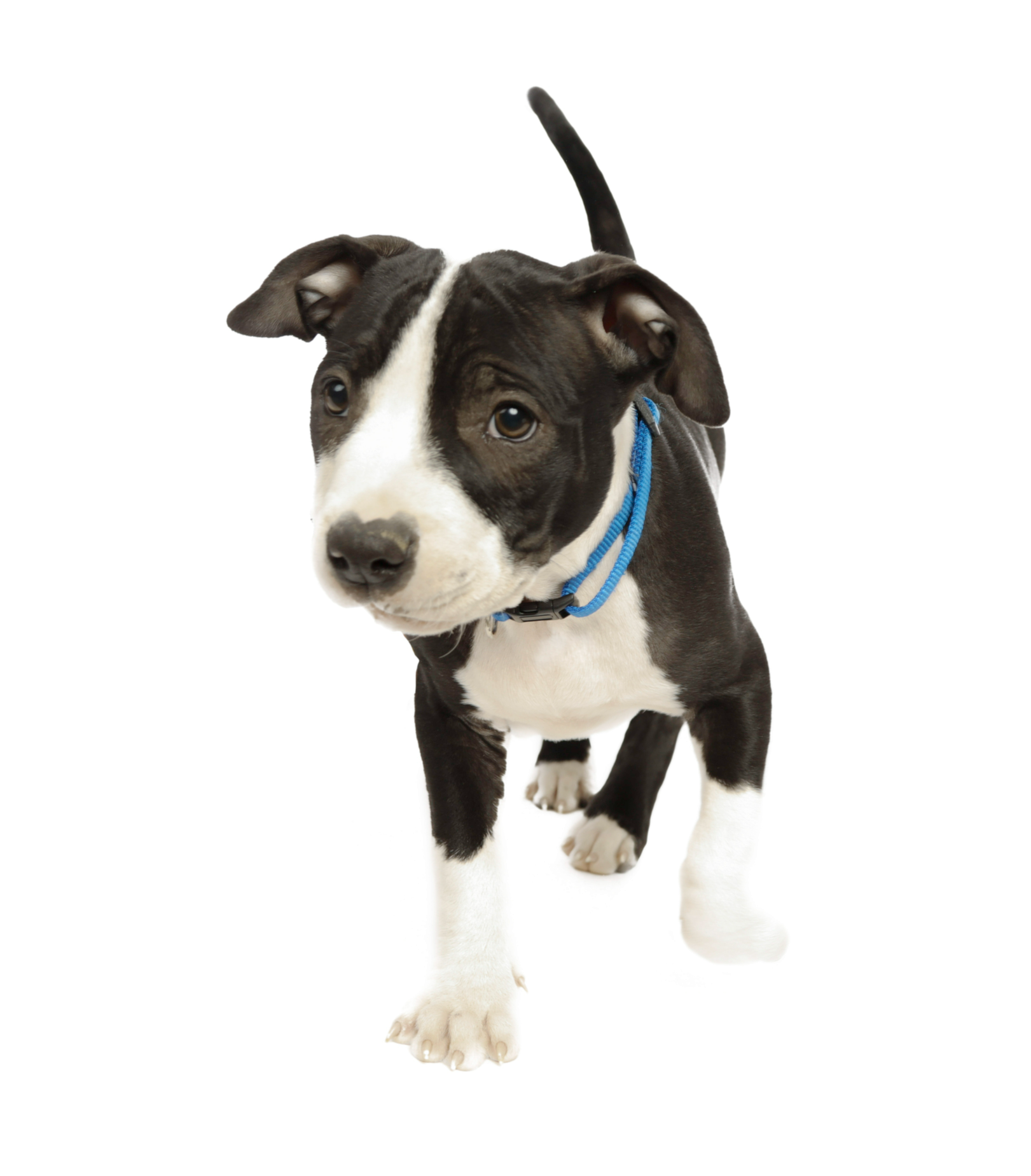 A black and white puppy wearing a blue collar is running on a white background.